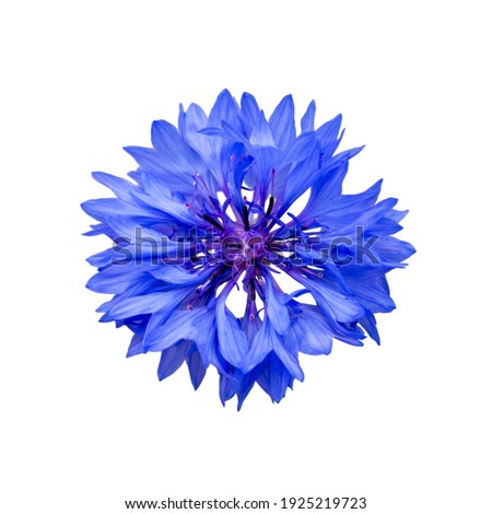 Close up of blue cornflower flower isolated on white background.  Blue Cornflower Herb or bachelor button flower. Macro picture of corn flowers.