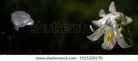 A flower in the sun.Background picture.White lily in all its glory.White, delicate flower with a pungent odor.Lily, close-up.White lily in full juice.