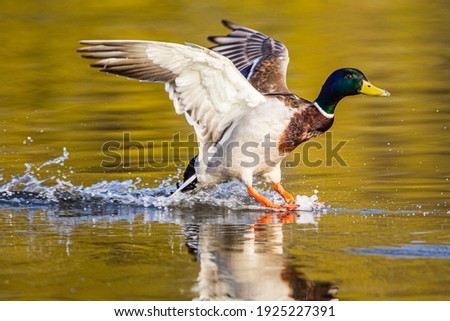 Male mallard duck coming into land with a splash
