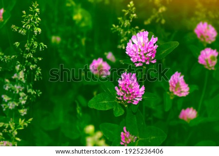 Summer landscape. Blooming clover bushes with sunlight in the background on sunny day
