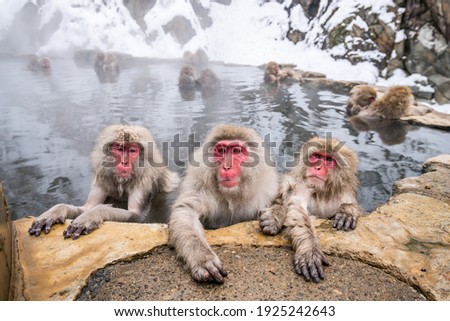 A group of Japanese macaques taking a bath in a hot spring Royalty-Free Stock Photo #1925242643