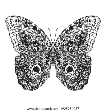 Isolated silhouette of a butterfly - Vector illustration