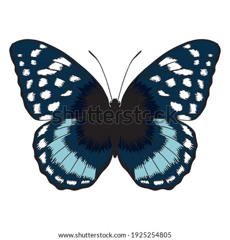 Isolated colored butterfly. Beautiful insect - Vector illustration