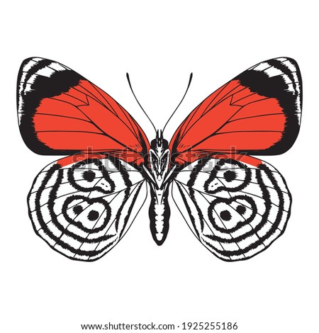 Isolated colored butterfly. Beautiful insect - Vector illustration