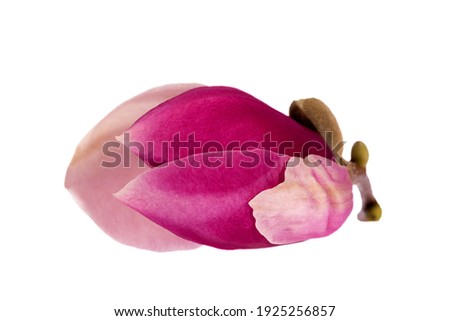 Bud of flower of pink Magnolia isolated on white background, close up