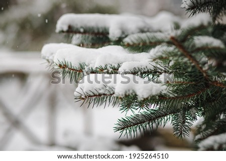 Christmas tree branches sprinkled with snow in winter