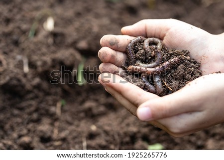 Hands holding worms with soil. A farmer showing group of earthworms in his hands.