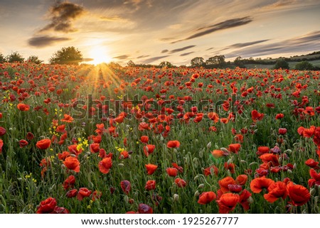 The sun goes down on a field of poppies in County Durham