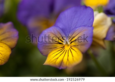 Pansy flower close up in spring in Illinois