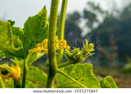Green muskmelon that the very small and tiny Muskmelon or Khira or cucumber flower, Fast-growing muskmelons often do best where summers are cool and rainy