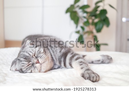 The gray Scottish fold cat lies and sleep wrapped in a warm beige plaid. Cozy cute warm home concept with a pet...	 Royalty-Free Stock Photo #1925278313