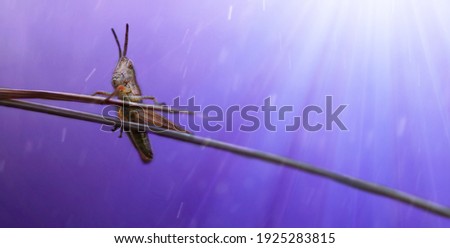 Banner with green grasshopper sits on a thin blade of grass on a magical purple background with rain and glow. Spring or summer concept with macro-insects in the wild nature and sunlight. Copy space 
