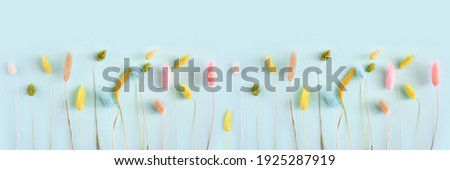 Colored dry lagurus stems on a soft blue background. Long wide panoramic. Flat lay, copy space