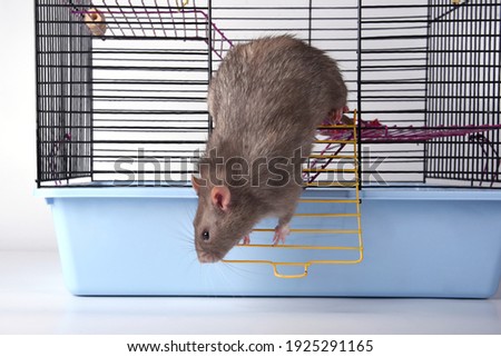 A wild breed rat prepared to escape looked out the window or door of a metal mesh cage
