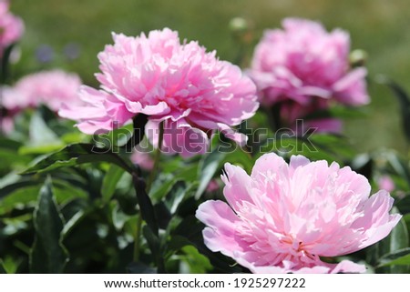 Pink beautiful bloomy peony bush 