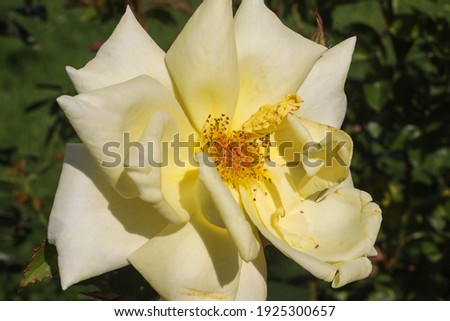 Red yellow rose flower on blurry rose flower background in rose garden