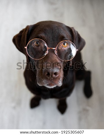 retriever pet dog wearing round nose glasses, labrador retriever wearing glasses, smart dog training, student, chocolate labrador, teach dog not obeying