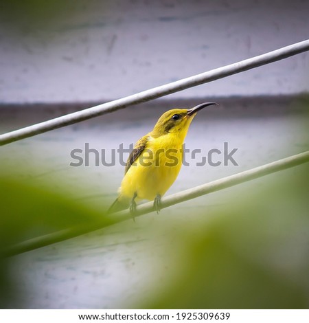 The honeybird is perched on a white wire Royalty-Free Stock Photo #1925309639