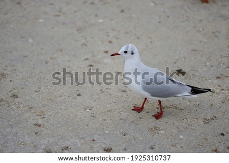 Seagull timidly walks to the stern on the concrete floor