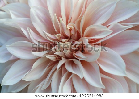 Large beautiful chrysanthemum flowers on a green background with sharp long petals. red bright magic chrysanthemum flower close-up. Natural blooming background.