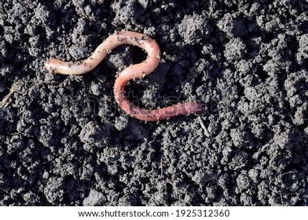 Earthworm moving on the fertile soil. Dendrobaena is a burrowing annelid worm that lives in the soil, if many in the soils, that soil are rich in organic matter. Earthworms as bait for fishing. Royalty-Free Stock Photo #1925312360