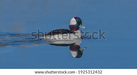 bufflehead drake duck (Bucephalus alveolar) swimming in calm blue water, nice reflection, eye and head detail