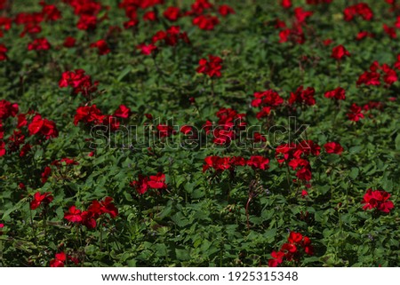 field of flowers. Red-green floral background. beautiful natural landscape in the garden