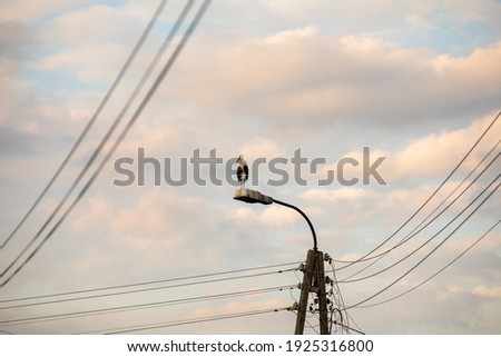 White stork on a street light, power lines, spring arrivals, Ciconia ciconia,  lonely bird, Poland