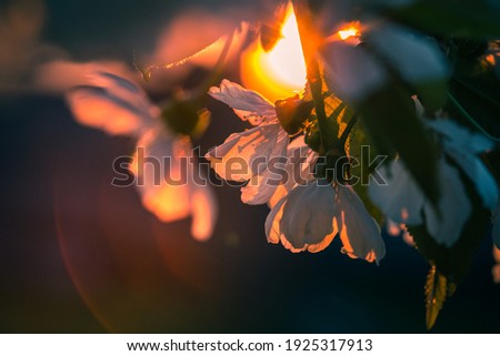 Branch of cherry blossoms under sunset with flare in the background