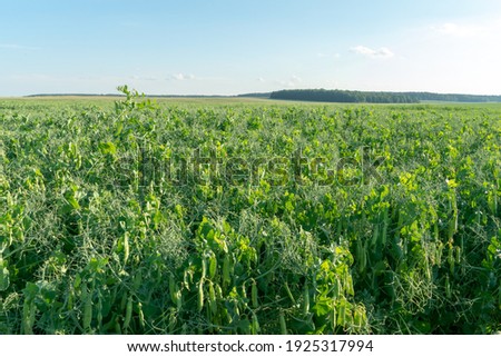 A large field of green peas. Growing green peas on an industrial scale. Large agro-industrial business. Green pea pods close-up. Ecological agriculture.