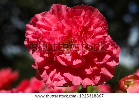 Red carnation flower isolated on white background