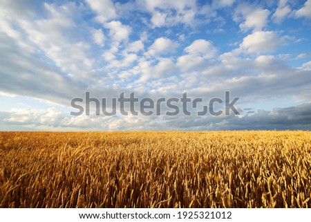 Agricultural wheat field under blue sky. Rich harvest theme. Rural autumn landscape with ripe golden wheat. Royalty-Free Stock Photo #1925321012