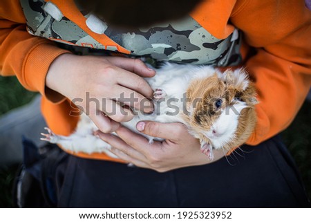 guinea pig in hands of child. pet with host. Playing with animals.
