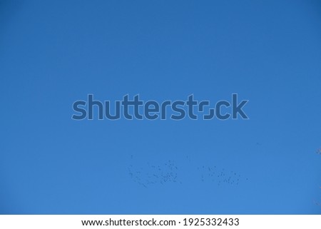 migratory birds fly in the sky