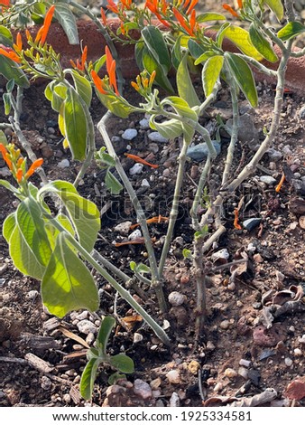 a closeup of a Mexican honeysuckle plant with green leaves and bright orange flower buds 3334
