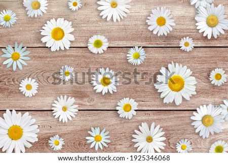 Spring composition. White daisy flowers on brown wooden tabletop background.
