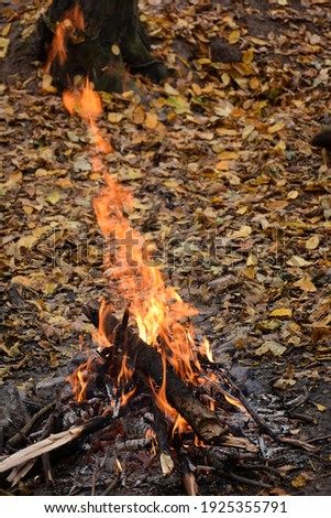 A bright bonfire made of wooden branches burns against a background of yellow autumn leaves in the forest