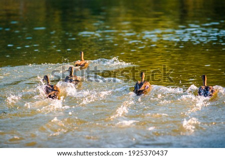 Many beautiful ducks in a pond on the water in the sun