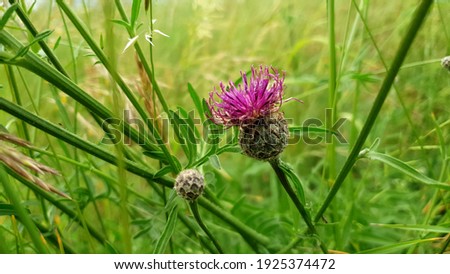 Red Clover (Trifolium Pratense), the Most Common Clover  