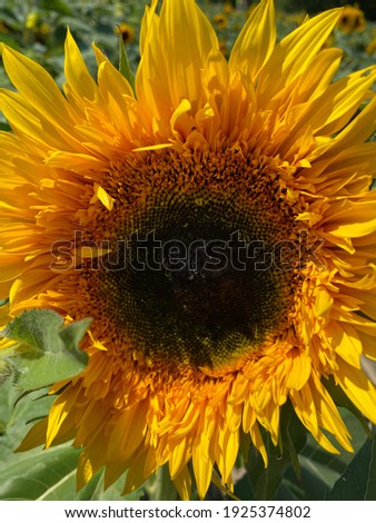Sunflower closeup on a sunny day