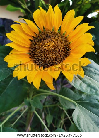 Beautiful Sun Flower Tree Picture