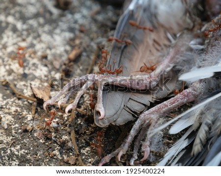 Fire ants eat a dead bird