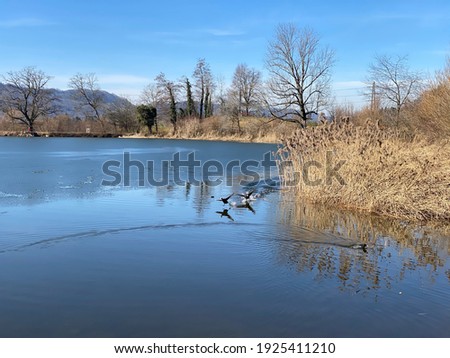 Late winter and early spring on the Bergweiher pond and on the slopes of the Horgenberg hill, Horgen - Canton of Zürich (Zuerich or Zurich), Switzerland (Schweiz)
