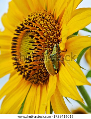 Insects on the sunflower when summertime