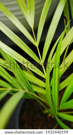 Variegated Palm Leaf Houseplants in Green and Yellow Colour