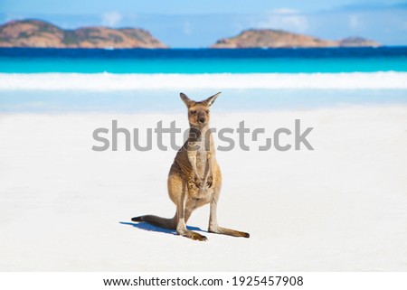 A baby kangaroo on the beautiful lucky bay beach in Esperance, Western Australia  