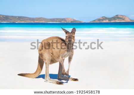 A kangaroo on the beautiful lucky baybeach in Esperance, Western Australia  
