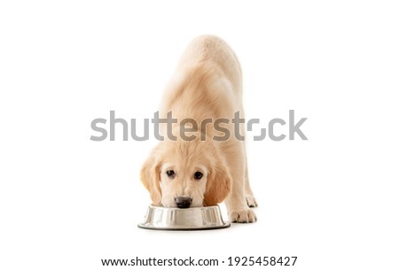 Adorable golden retriever puppy eating from bowl and looking at camera isolated on white background