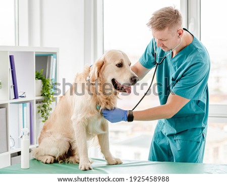 Vet listening golden retriever dog with stetoscope in veterinary clinic Royalty-Free Stock Photo #1925458988