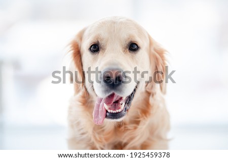 Golden retriever dog with open mouth looking at camera isolated on white background. Closeup view